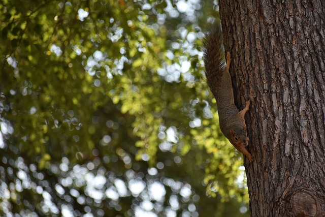 战术单一 战术单一