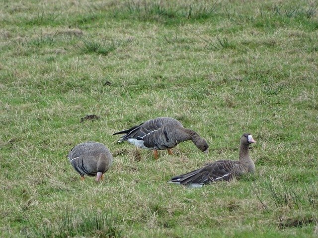 無疑是拜仁 無疑是拜仁